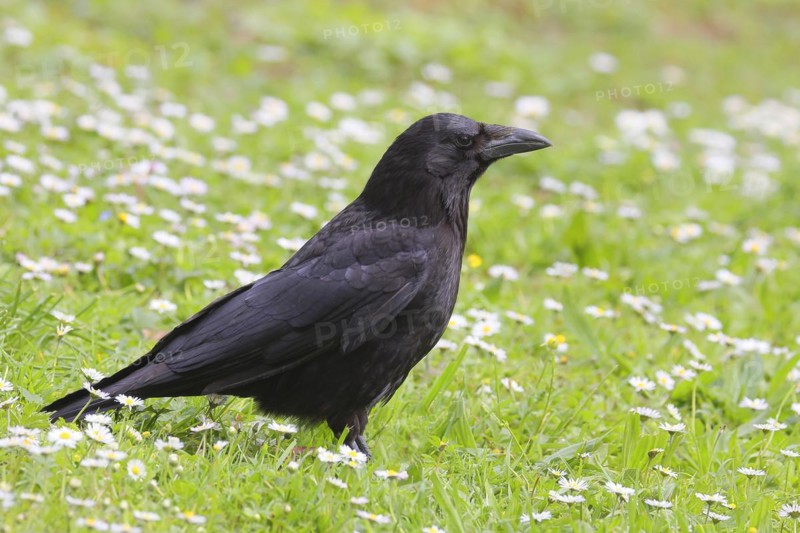 Raven crow (Corvus corone corone), in daisy meadow, lawn, Rosensteinpark Stuttgart, Baden-Württemberg, Germany, Europe