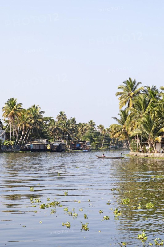 River landscape with palm trees in the canal system of the backwaters, Kerala, India, Asia