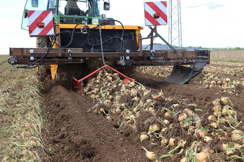 Farmer Markus Frank from Frankenthal during the agricultural onion harvest (onion harvesting)