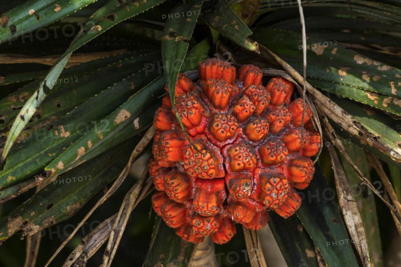 Pandanus fruit (Pandanaceae), fruit, fresh, tree fruit, tropical, tropical fruit, Asian, ripe, palm, food, nutrition, vitamins, vitamin-rich, plantation, oil fruit, peel, orange, Bali, Indonesia, Asia