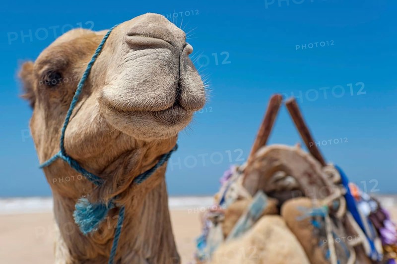 Dromedary (Camelus dromedarius), Arabian camel in head portrait, head, animal, farm animal, detail, funny, gag, humour, looks, fun, facial expression, laugh, laughing, beast of burden, Orient, oriental, riding, camel riding, Morocco, Africa