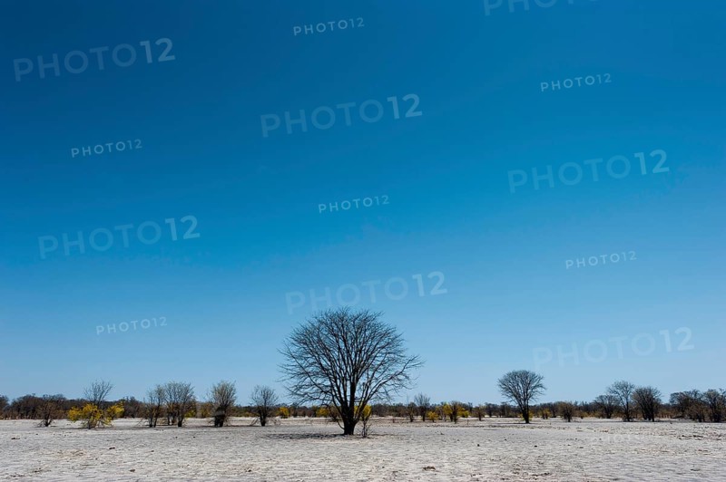 Bizarre landscape in a salt pan, drought, heat, global warming, tree, dead, drought, desert, climate change, climate in the Khwai river area of the Moremi National Park in Botswana
