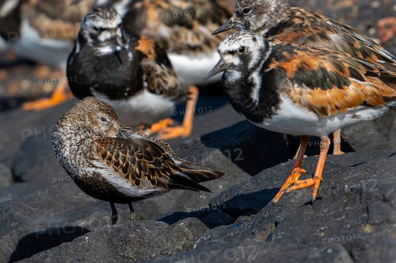 Dunlin (Calidris alpina) adult in breeding plumage resting among flock of ruddy turnstones (Arenaria interpres) on groyne, high tide refuge in summer