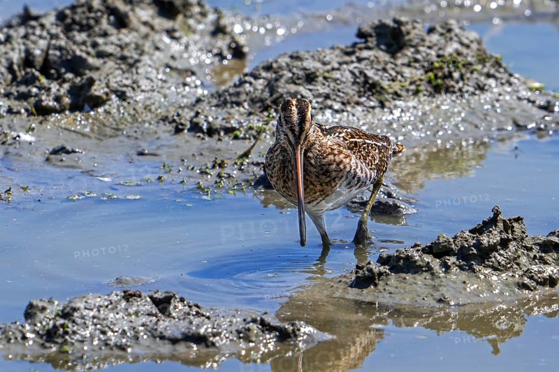 Common snipe (Gallinago gallinago) in camouflage colours foraging in the mud along muddy shore of pond in saltmarsh in summer