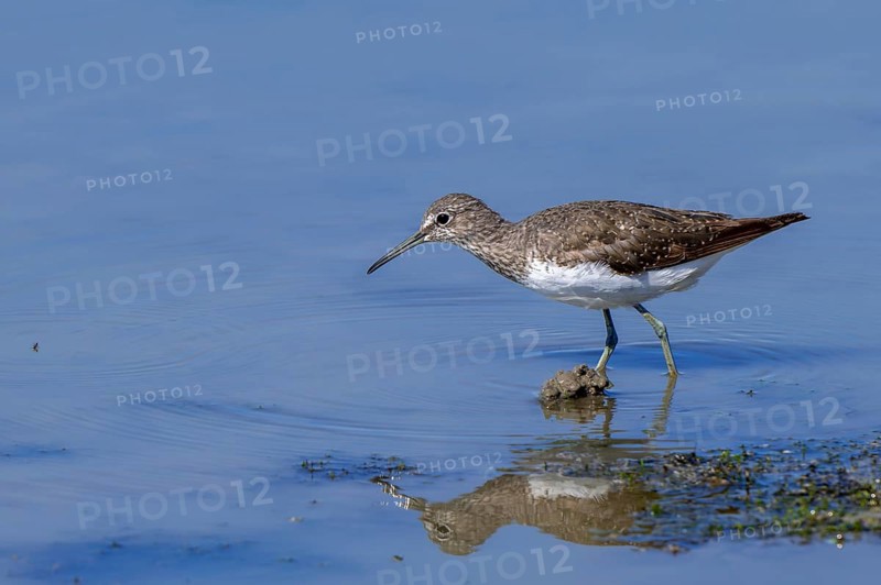 Green sandpiper (Tringa ochropus) foraging for small invertebrates in shallow water along lake shore in wetland in summer