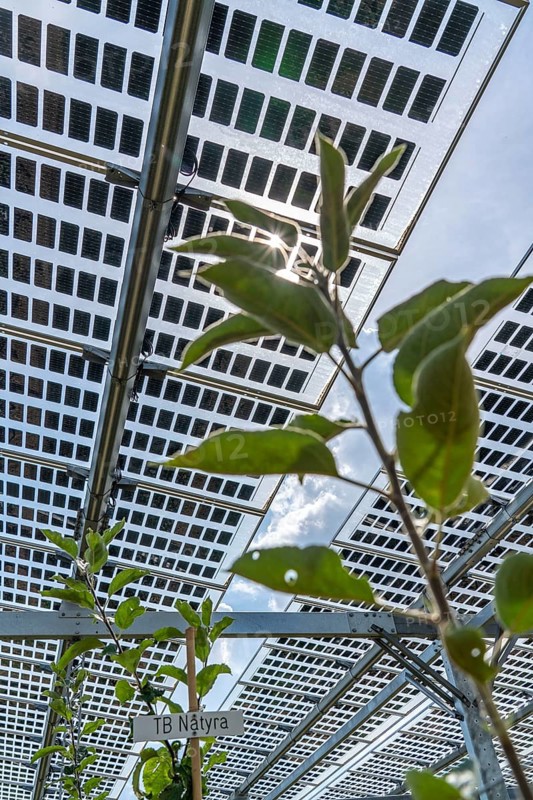 Agri-photovoltaic test plant, an apple orchard with two different systems of PV modules was roofed over 3000 square metres, rain and sunlight comes through, at the same time protection against hail and heavy rain, next to it are the same trees but without a solar roof, as a comparison object, how the PV roof affects the trees and harvest, the field test is accompanied by the Fraunhofer Institute for Solar Energy Systems ISE, in Grafschaft-Gelsdorf, Rhineland-Palatinate, Germany, Europe