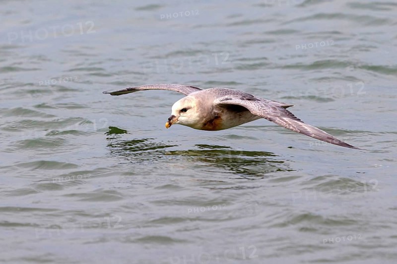 Northern fulmar (Fulmarus glacialis), Spitsbergen, Longyearbyen, Svalbard / Spitsbergen, Norway, Europe