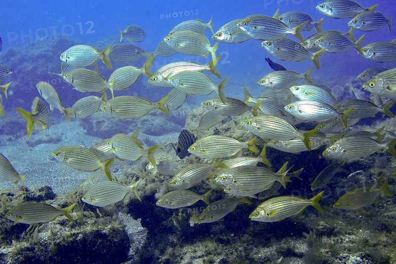 A shoal of goldfish (Sarpa salpa) swims in the blue waters of the ocean. Dive site Montana Amarilla, Costa del Silencio, Tenerife, Canary Islands, Spain, Europe