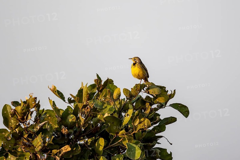 Yellow-throated longclaw (Macronyx croceus) sitting in a tree against a blue sky in the evening light, Kruger National Park, South Africa, Africa