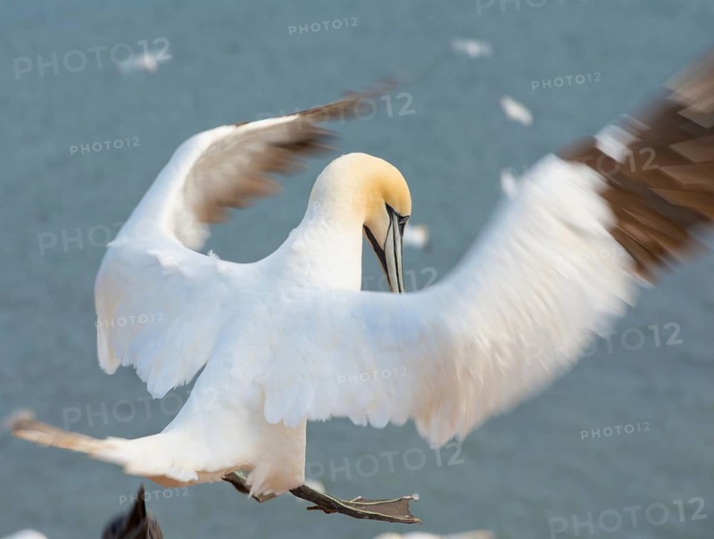 Northern gannet (Morus bassanus) (synonym: Sula bassana) with outstretched wings and outstretched feet on approach, sea in the background, gannet colony Lummenfelsen, Helgoland, North Sea, Schleswig-Holstein, Germany, Europe