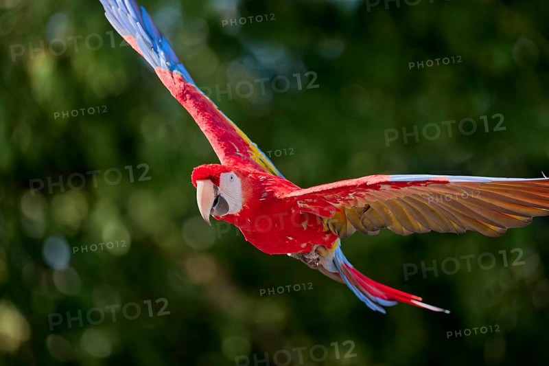 Scarlet Macaw (Ara macao) in flight, captive, Lower Saxony, Germany, Europe