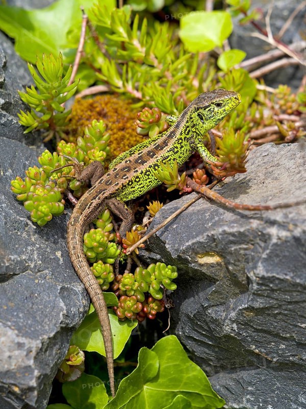 Sand lizard (Lacerta agilis), male on stones with stonecrop (Sedum album), or stonecrop, Wetzlar, Hesse, Germany, Europe