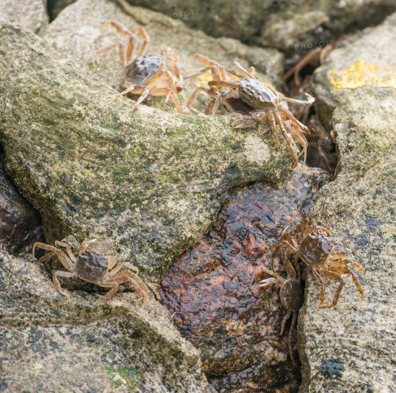 Many chinese mitten crab (Eriocheir sinensis), invasive species, neozoon, crabs, juveniles move and hide on the concrete bank stabilisation, in the cracks of stones and rocks, mass migration upstream along the river, water body, barrage of the Elbe in Geesthacht, Lower Saxony, Schleswig-Holstein, Germany, Europe