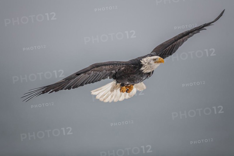 Bald eagle, Haliaeetus leucocephalus, flying, adult, winter, Homer, Alaska, USA, North America