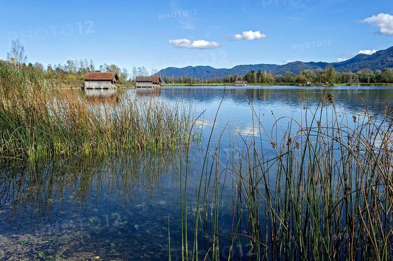Common reed (Phragmites australis), reed, boat huts on the shore of Lake Kochel, Schlehdorf, Kochel am See, behind mountain Rabenkopf, Bavarian Prealps, Alps, Upper Bavaria, Bavaria, Germany, Europe