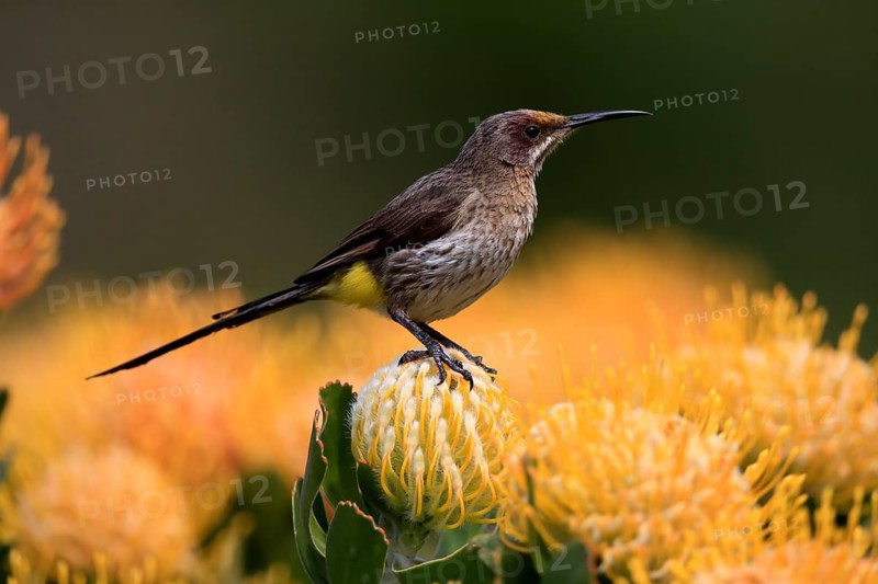 Cape Honeybird (Promerops cafer), adult, female, on flower, Protea, vigilant, Kirstenbosch Botanic Gardens, Cape Town, South Africa, Africa