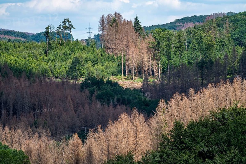 Forest dieback in the Bergisches Land, near Engelskirchen, over 70 per cent of the spruce trees are diseased, damaged, mostly by the bark beetle, which was able to spread due to drought and heat, climate change, attempts are being made to adapt the forest to climate change by replanting other tree species, North Rhine-Westphalia, Germany, Europe