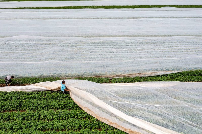 Potato field, fleece cover is removed, the fleece is intended to protect against weather influences, pests, hailstorms in spring and supports growth at low temperatures, here early potatoes, 6 weeks after planting, a good 3 weeks until harvest, North Rhine-Westphalia, Germany, Europe