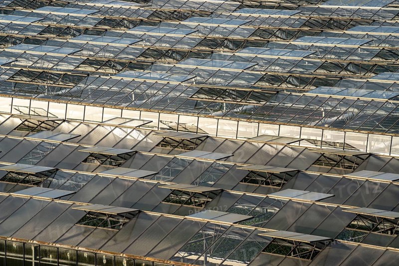 Nursery, plant cultivation, glass greenhouses, skylights open, roofs, Düsseldorf-Volmerswerth, Germany, Europe