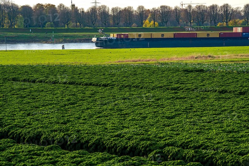 Kale field, growing area in the south of Düsseldorf, Volmerswerth district, cargo ship on the Rhine, North Rhine-Westphalia, Germany, Europe
