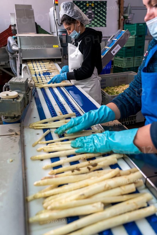Asparagus farm, white asparagus is washed, cut and sorted by quality after harvesting, near Dormagen, Rhineland, North Rhine-Westphalia, Germany, Europe