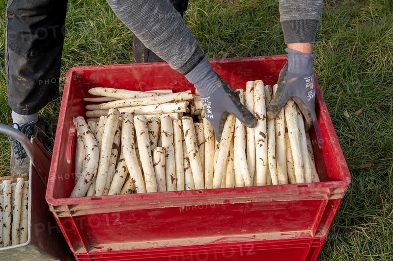 Asparagus harvest in the Rhineland, asparagus pickers at work in an asparagus field covered with plastic sheeting to allow the asparagus to grow better in the cold spring, Dormagen-Broich, North Rhine-Westphalia, Germany, Europe