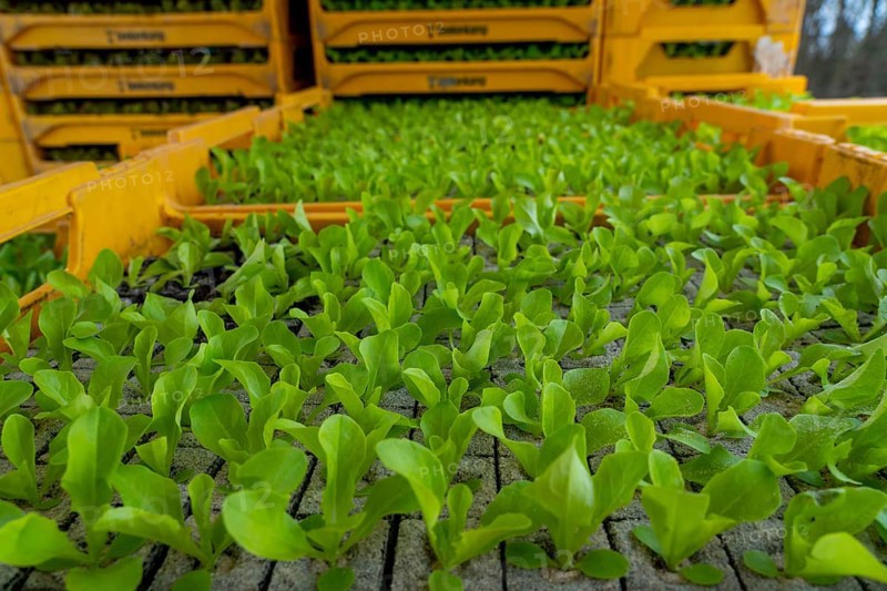Lettuce plants, in press pots, they are planted in a field with a planting machine, agriculture, spring