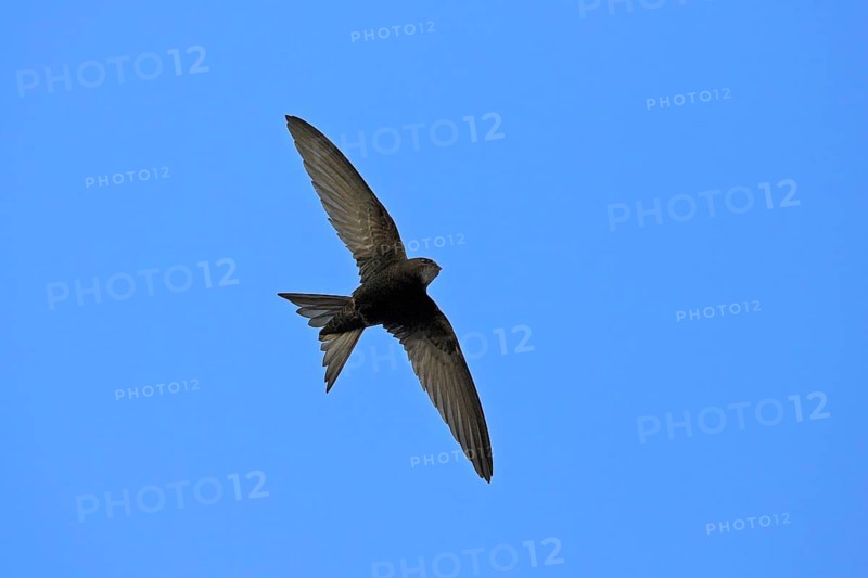 Common swift (Apus apus), family of swallows, Mannheim, Baden-Württemberg, Federal Republic of Germany