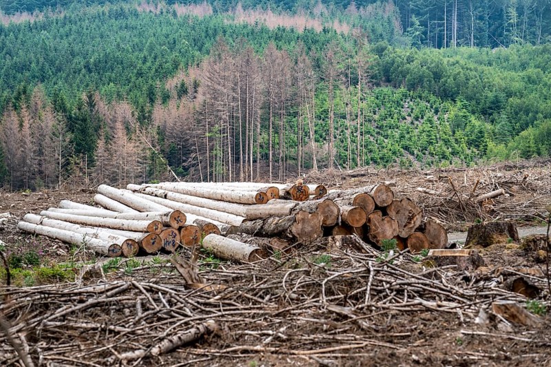Forest dieback in the Arnsberg Forest nature park Park, over 70 per cent of the spruce trees are diseased, damaged, mostly by the bark beetle, which was able to spread due to drought and heat, climate change, attempts are being made to adapt the forest to climate change by replanting other tree species, near Hirschberg, North Rhine-Westphalia, Germany, Europe