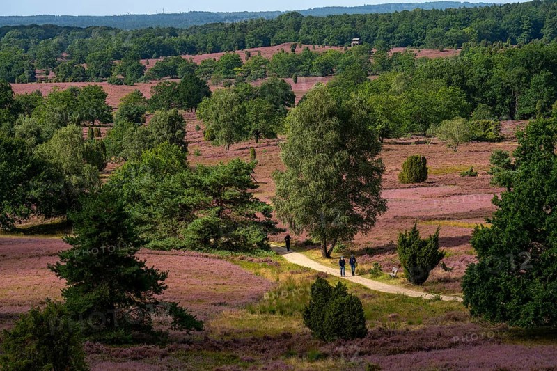 Flowering heath, heather and juniper bushes, near Wilseder Berg, in the Lüneburg Heath nature reserve, Lower Saxony, Germany, Europe
