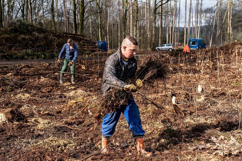 Reforestation in the Arnsberg forest near Rüthen-Nettelstädt, district of Soest, forestry workers distribute young oak trees, 2 years old, to previously drilled holes to plant them, on the site of a spruce forest that had died due to heavy bark beetle infestation and was felled, North Rhine-Westphalia, Germany, Europe