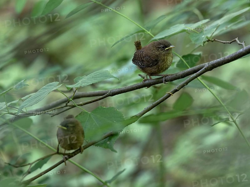 Eurasian wrens (Troglodytes troglodytes) sitting on branches, Grunewald, Berlin, Germany, Europe
