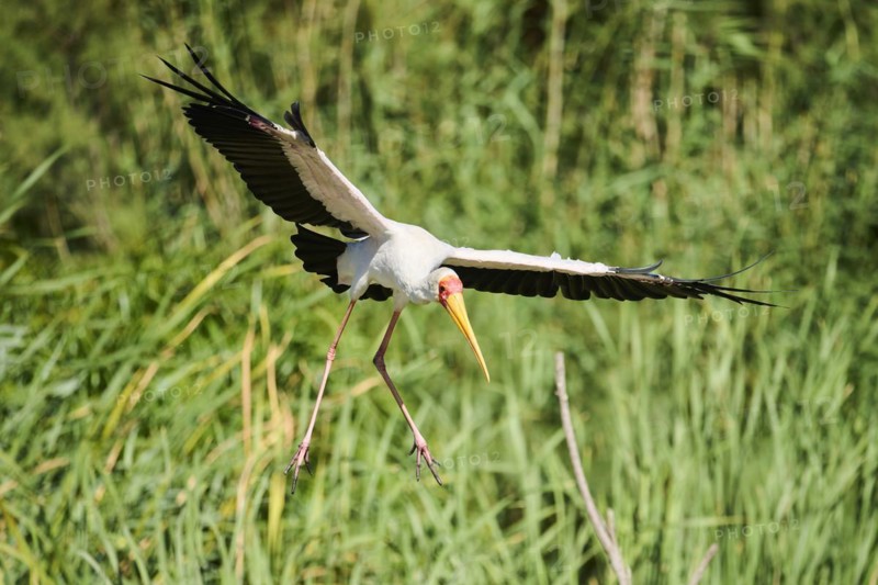 Yellow-bird Stork (Mycteria ibis), flying, landing, captive, distribution Africa