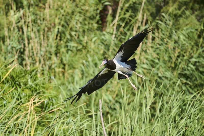 Abdim's Storks (Ciconia abdimii), flying, Spain, Europe