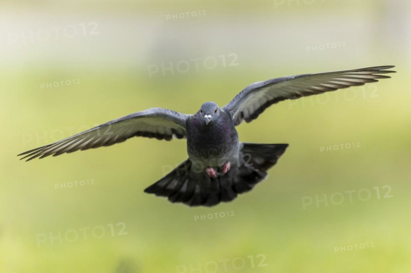 City dove (Columba livia forma domestica) in flight, wildlife, Germany, Europe