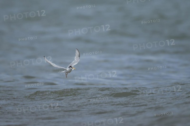 Little tern (Sternula albifrons) adult bird emerging from the sea with a fish in its beak, Suffolk, England, United Kingdom, Europe
