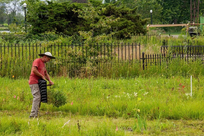 Detroit, Michigan, Volunteers planting in the wetlands at the public garden designed by prominent Dutch garden designer, Piet Oudolf. The garden is on Belle Isle, an island state park in the Detroit River