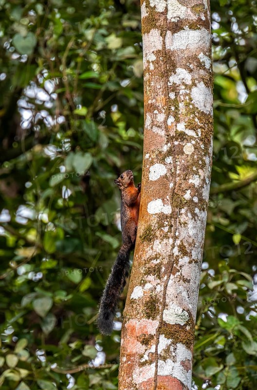 Variegated squirrel (Sciurus variegatoides) running on a tree trunk, Heredia province, Costa Rica, Central America