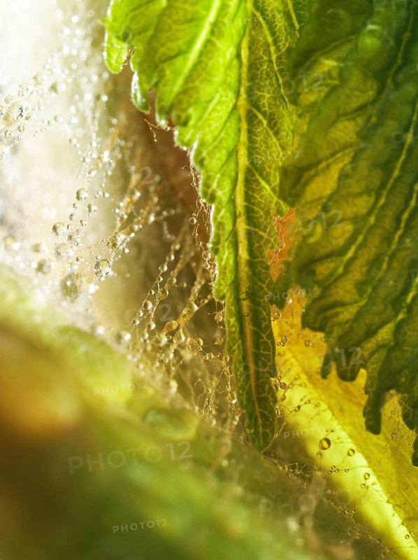 Chestnut, common horse-chestnut (Aesculus hippocastanum), young leaves, resin droplets and fine hairs to protect the young shoots, macro photograph
