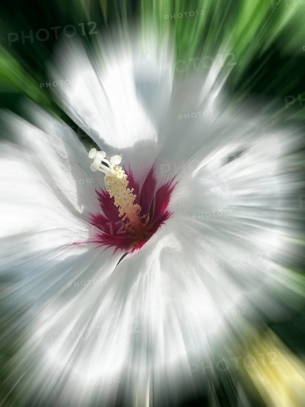 Hibiscus, Garden mallow, Althaea officinalis, Shrub mallow, rose of sharon (Hibiscus syriacus), Zoom effect