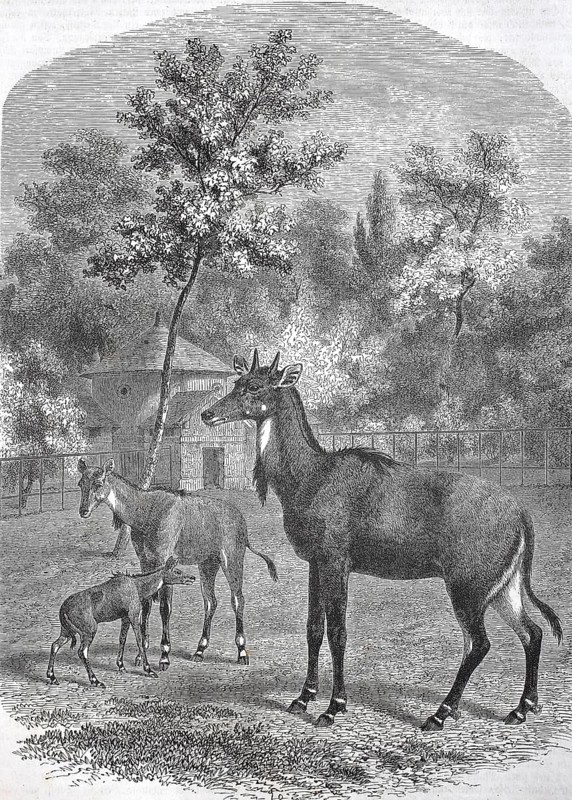 Historical, digitally restored reproduction from a 19th century original, Record date not stated, Nilgau antelope or Nilgai antelope, Boselaphus tragocamelus, Nilgau or Nilgai, Asian antelope species, 1850