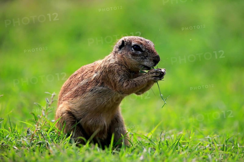 Cape ground squirrel (Xerus inauris), adult, alert, standing upright, feeding, Mountain Zebra National Park, Eastern Cape, South Africa, Africa