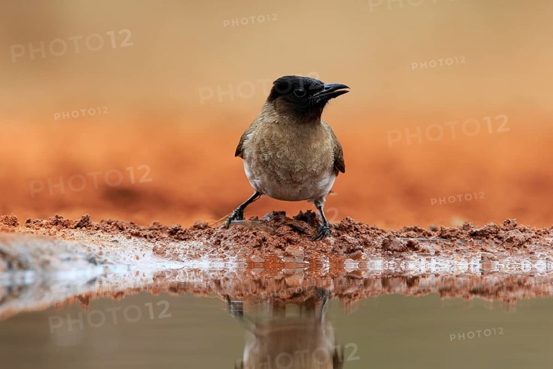 Grey bulbul (Pycnonotus barbatus), adult, at the water, Kruger National Park, Kruger National Park, Krugerpark, South Africa, Africa