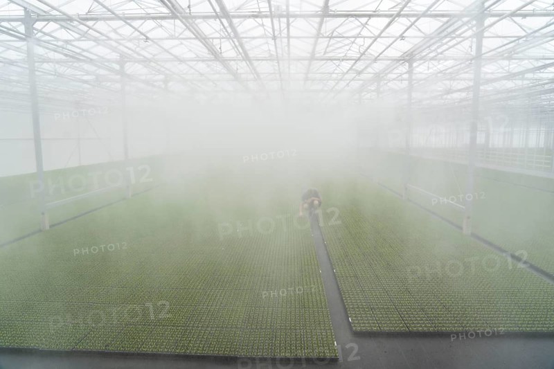 Garden nursery, cuttings, heather, broom heather plants, Calluna vulgaris, in the propagation house, here the plants grow in high humidity to develop their own roots in front of they are repotted to grow into a lavender pot plant, North Rhine-Westphalia, Germany, Europe