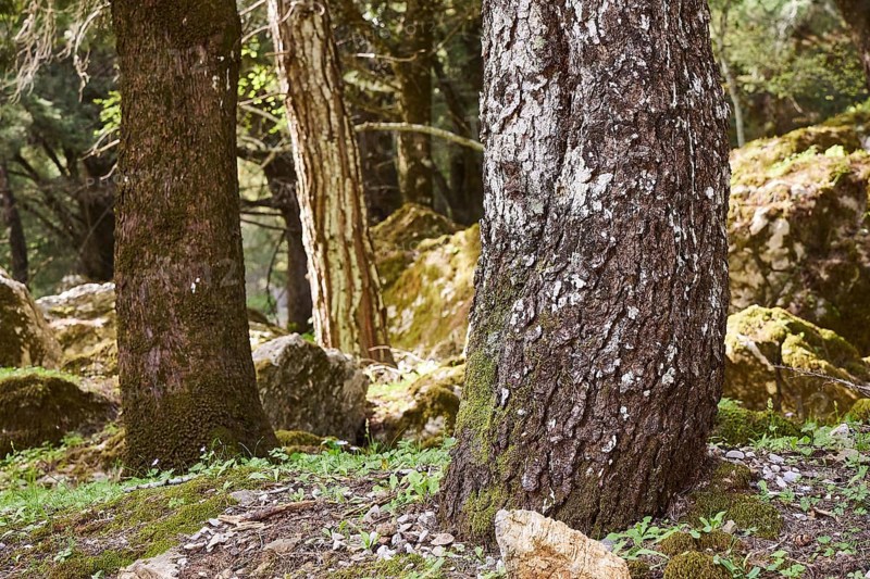 Close-up of tree trunks with moss growth in a dense forest, Large old trees, wild nature, Profitis Ilias, Rhodes, Dodecanese, Greek Islands, Greece, Europe