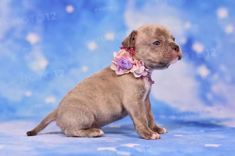 Four weeks purebred young Lilac Brindle French Bulldog puppy with healthy long nose and tail