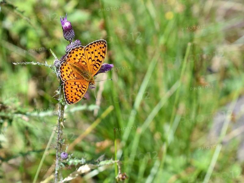 Ocellate bog fritillary (Boloria eunomia) butterfly, seen in the Niedere Tauern at an altitude of approx. 1500 m, Styria, Austria, Europe