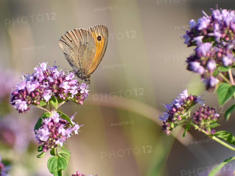 Meadow brown (Maniola jurtina) butterfly on oregano (Origanum vulgare) in the garden, Bavaria, Germany, Europe