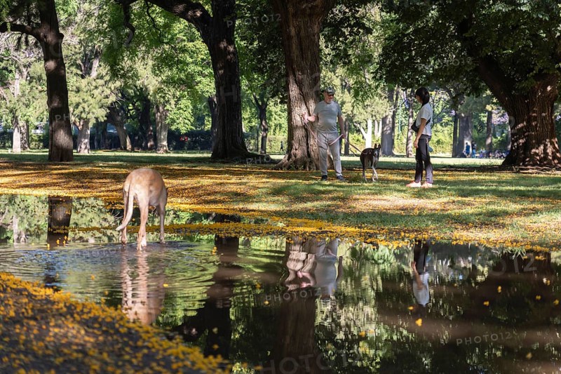 A man and a woman walking with their two greyhound dogs in a park in spring, small pool of water, shows their reflection