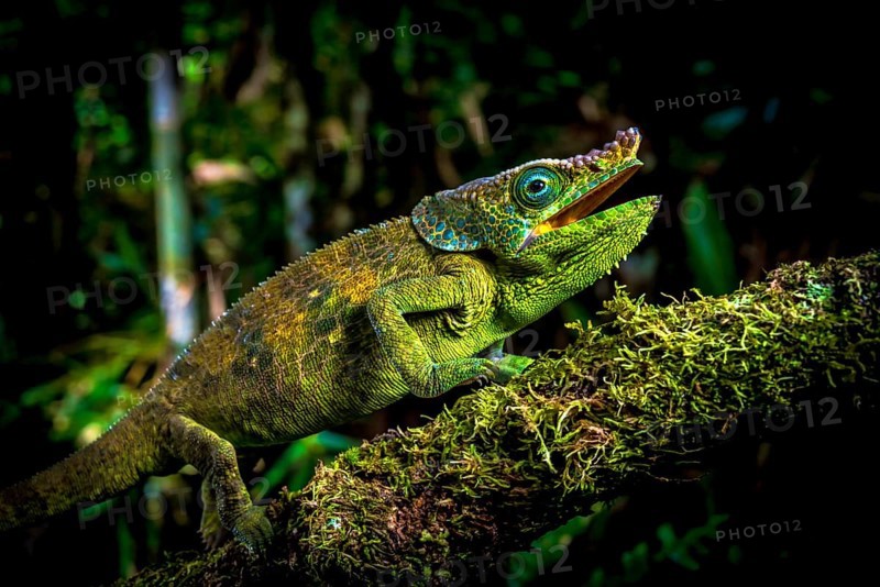 Male chameleon of an as yet undescribed species (Calumm cf. malthe) in the rainforests of Marojejy National Park in north-east Madagascar